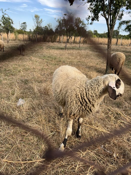 Oi si mielute carabase