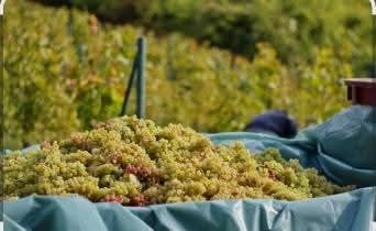 Struguri de vin,preț real,transport gratuit