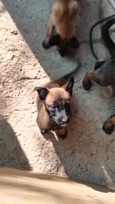 Бельгийская овчарка малинуа