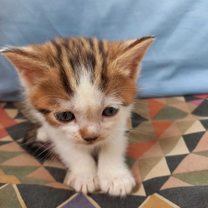 Продам вислоухих британских котят