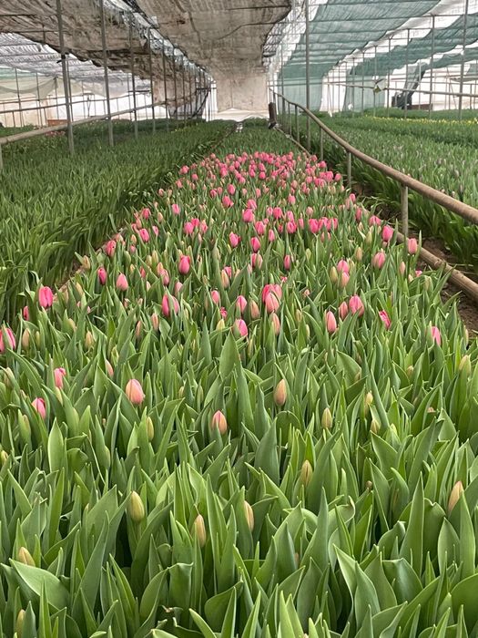 Оптом тюльпаны..