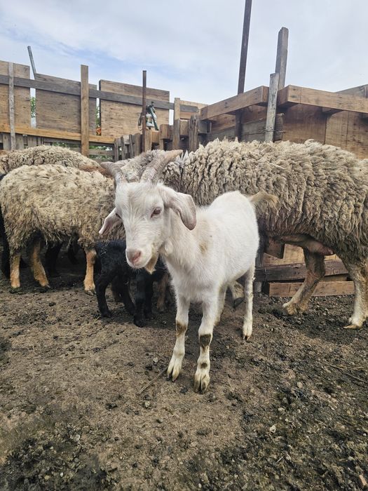 Козёл коза Ешки текесимен