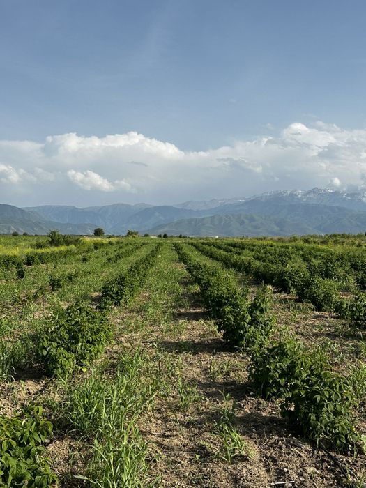 Продам участок К/Х 3.5 га.