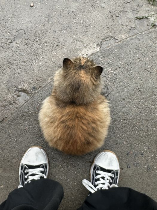 Бойкая кошка ищет дом