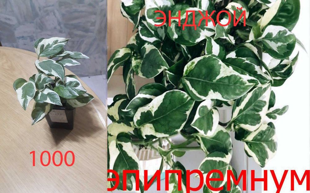 Комнатные  цветы