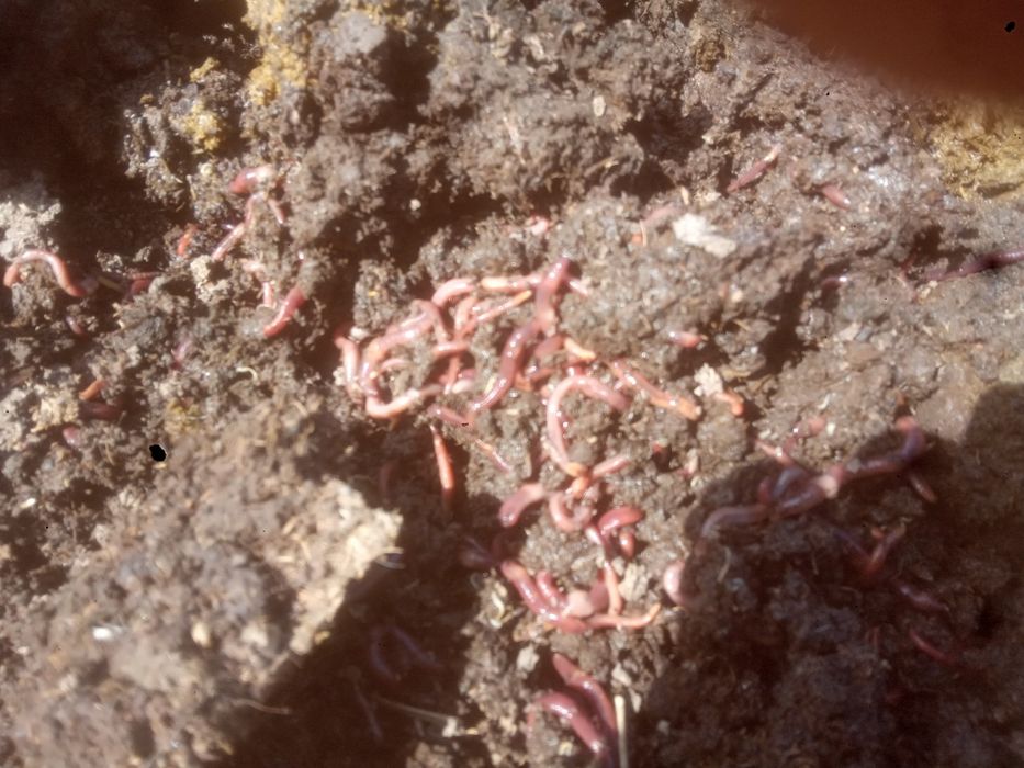 Недорого биогумос и другие биоудобрения.