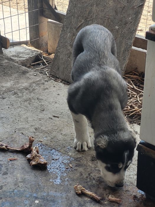 Парода Төбет күшігі