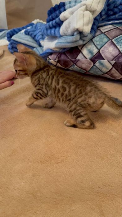 Красивые котята леопарды бенгалы