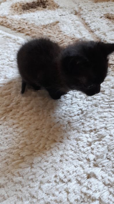 Милая чёрная кошечка ищет дом