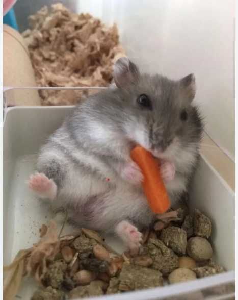 hamsteri pitici sberieni