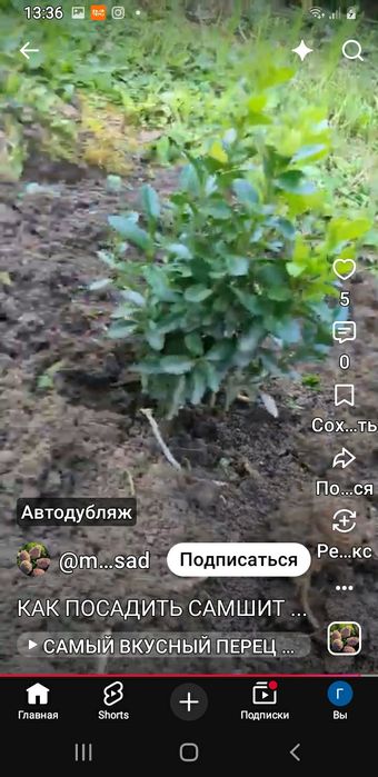 Саженцы самшитов
