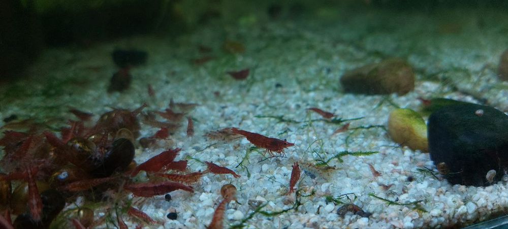 Криветки вишня не прихатливая