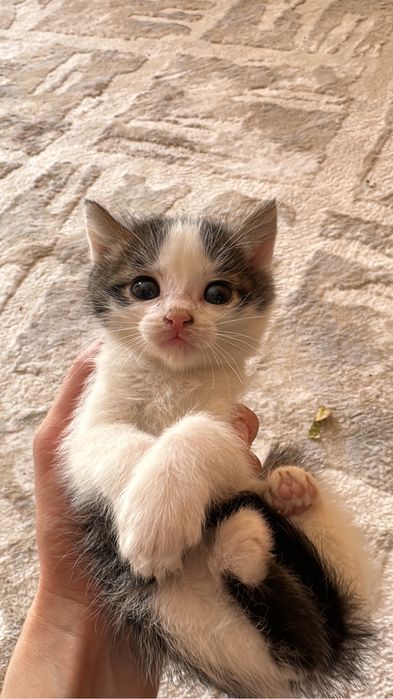 Котята в хорошие руки