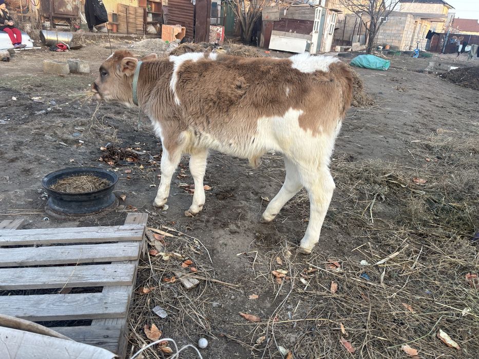 Продам корову с бычком первый отел