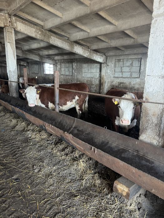 Коровы белоголовой породы