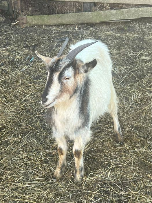 Capre tinere de vanzare