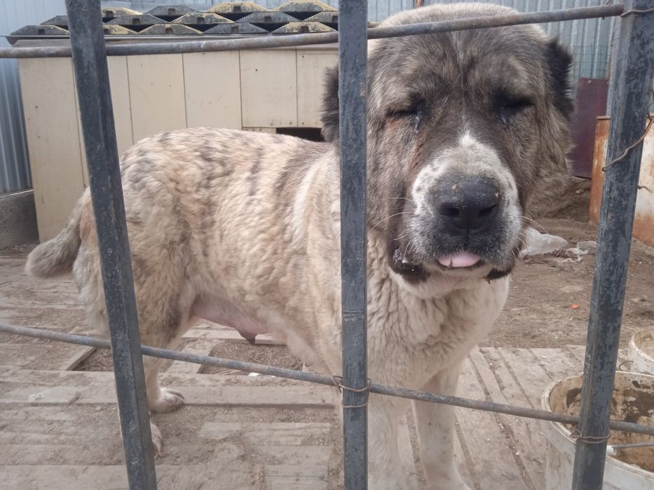 Щенок Алабая девочка 35 дней