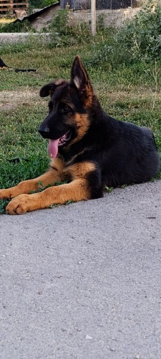 Продается немецкий щенки