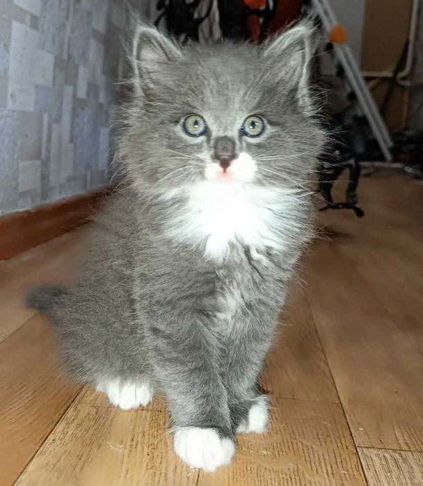 Отдам милых котят! г.Алмалык