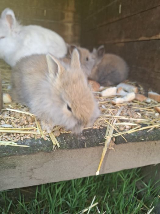 Iepurași cap de leu