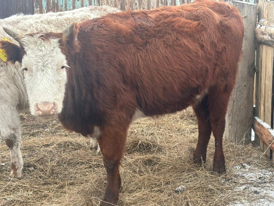 Продам коров 4 голов