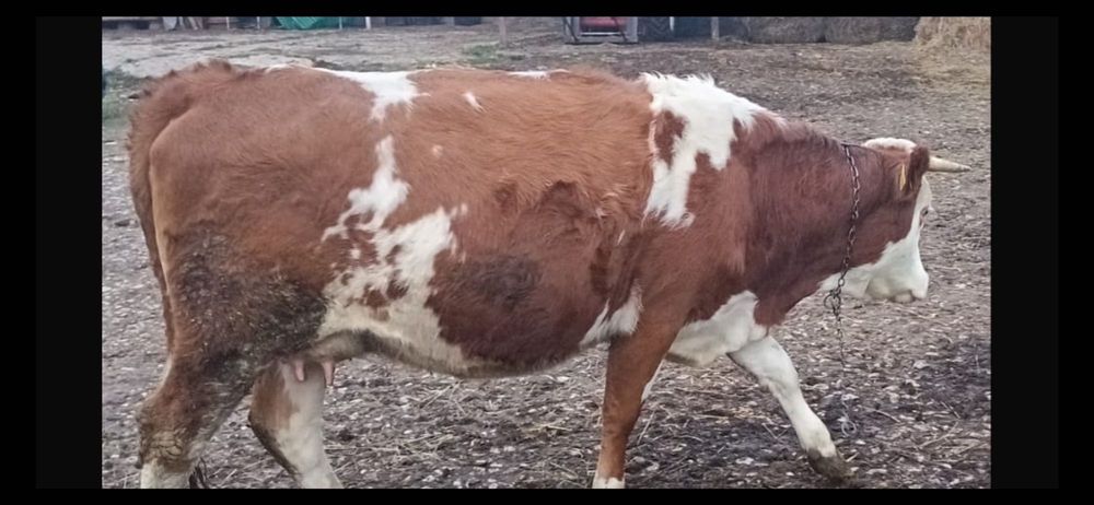 De vânzare ,juninca