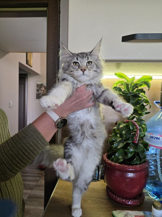 Котета Мейн куун