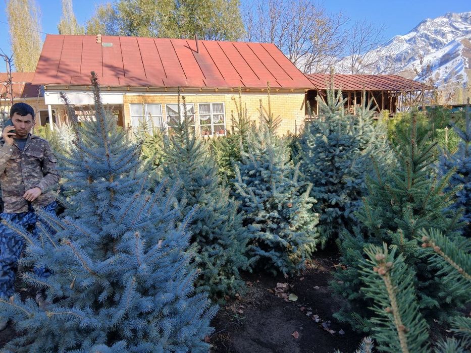 Продаются саженцы деревьев