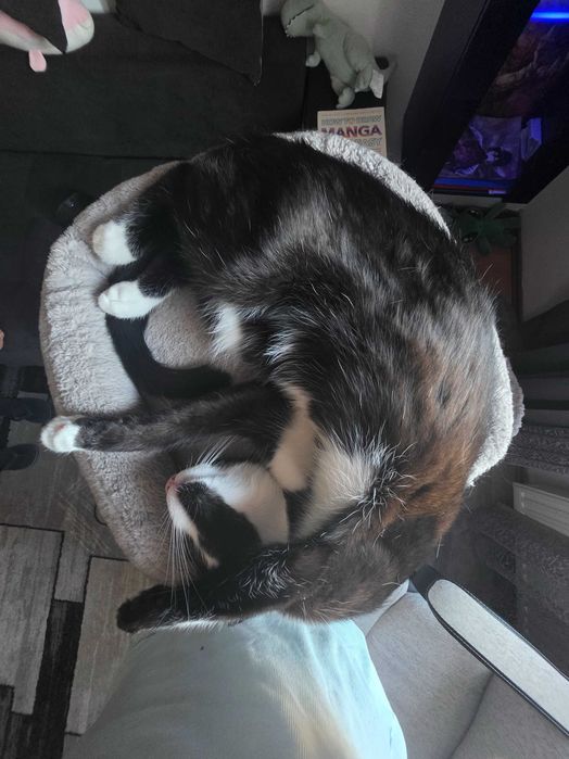 Adoptie pisica sterilizata tuxedo