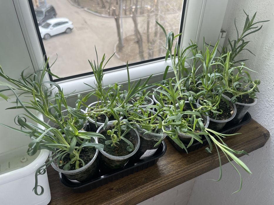 Рассада Гвоздики