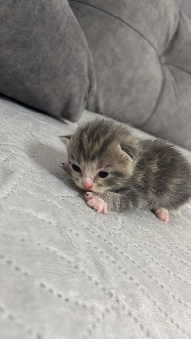 Продам красивых котят