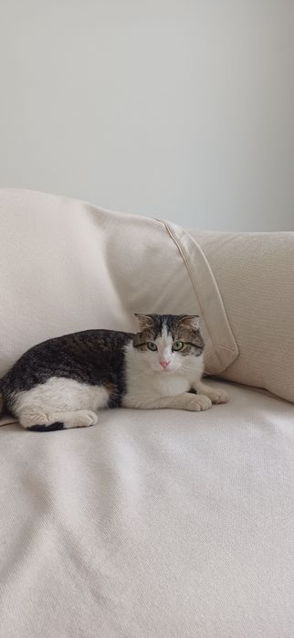 Кот, серо-белая.
