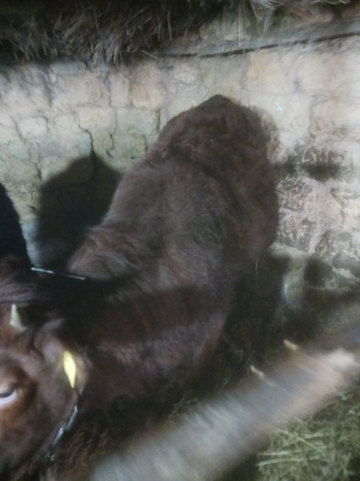 Продам тёлка стельная