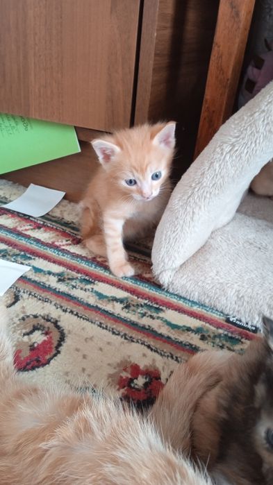 Отдам котят в добрые руки