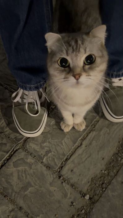 Кошечка в ДОБРЫЕ руки