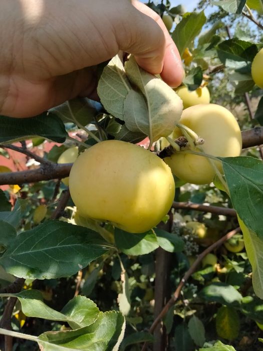 Дача продаётся оптимист(бывшая Литейшик)