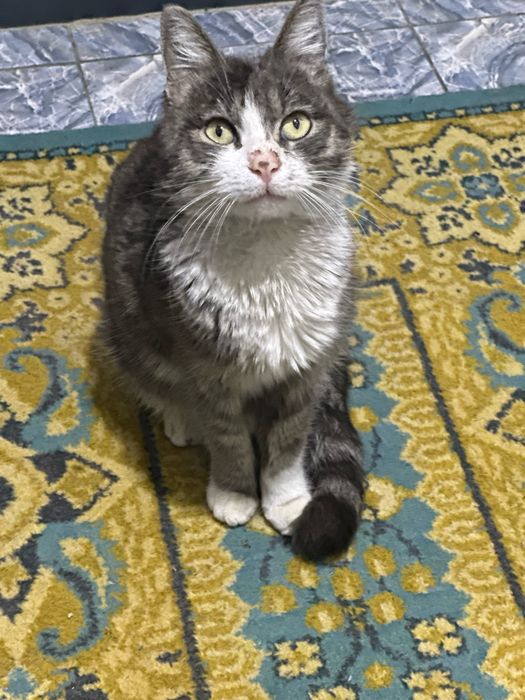 Mushuk bollari aqilli paroda