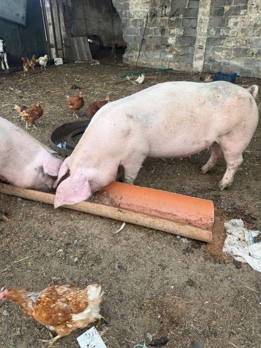 Vând oaie. Sau schimb cu alte animale