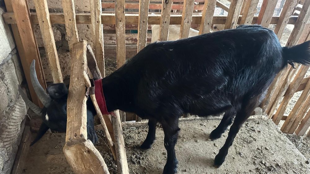 1 ші туып тұрған алпий шыбыш