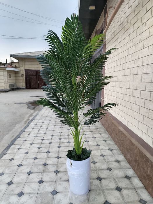 Суний ва декоротив гуллар 80мингдан бошлаб