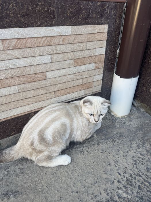 Mushuk zottor Scottish Fold
