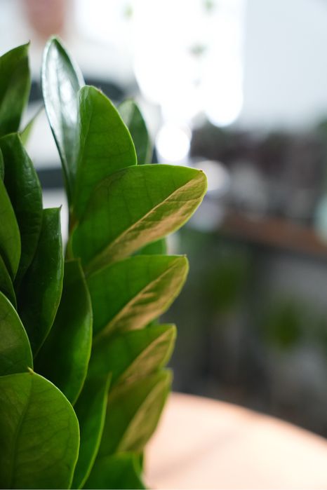 Замиокулкас пирамида