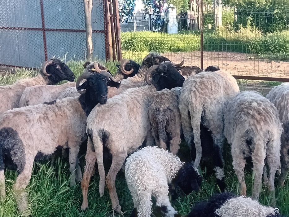 Vand oi tinere de ținut