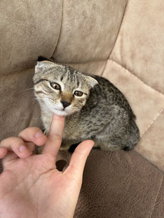 Кошки