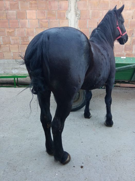 Iapa de vanzare blanda