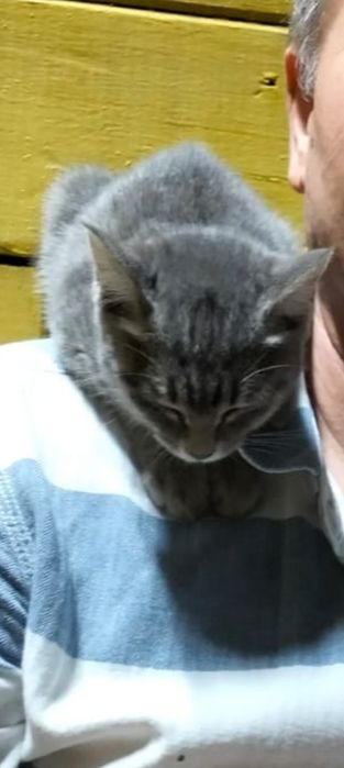Прибился серенький Котёнок