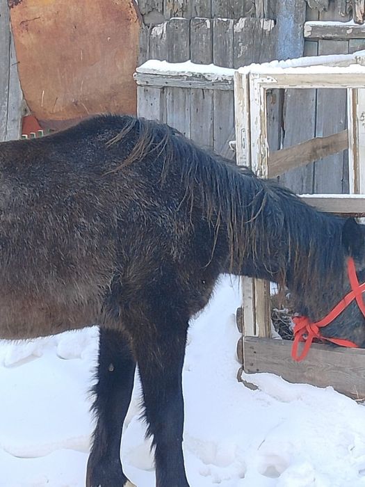 Лашадь, кабыла 3г