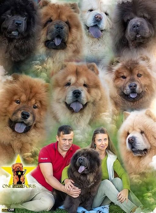 Pui Chow-Chow cu pedigree din Campion Mondial