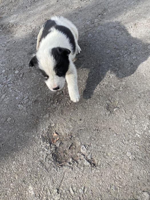 Отдам щенка бесплатно