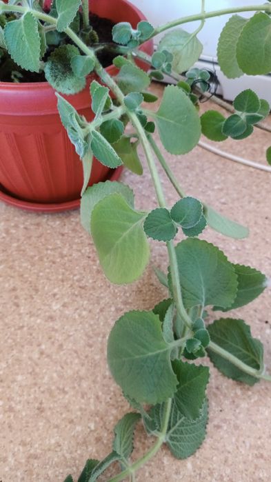 Цветок пахнет мятой